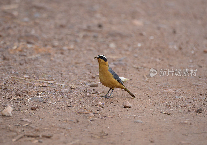 White-browed Robin-Chat